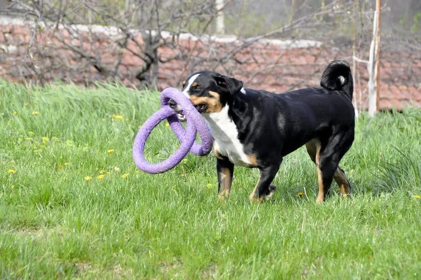 Appenzeller Sennenhund Junghund beim Spielen