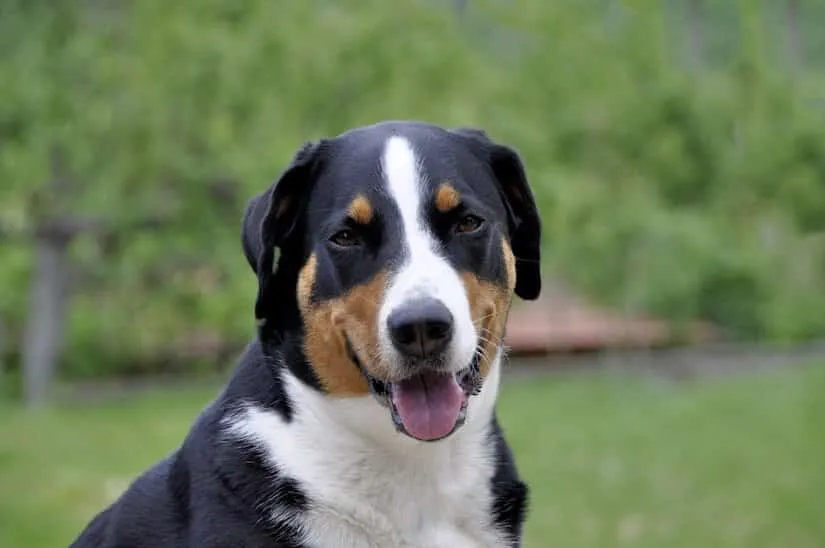 Ausgewachsener Entlebucher Sennenhund