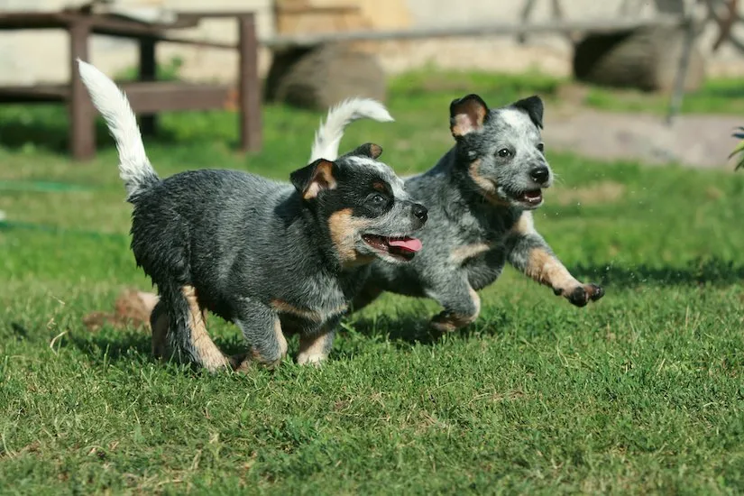 Australian Cattle Dog Welpen spielen auf dem Rasen