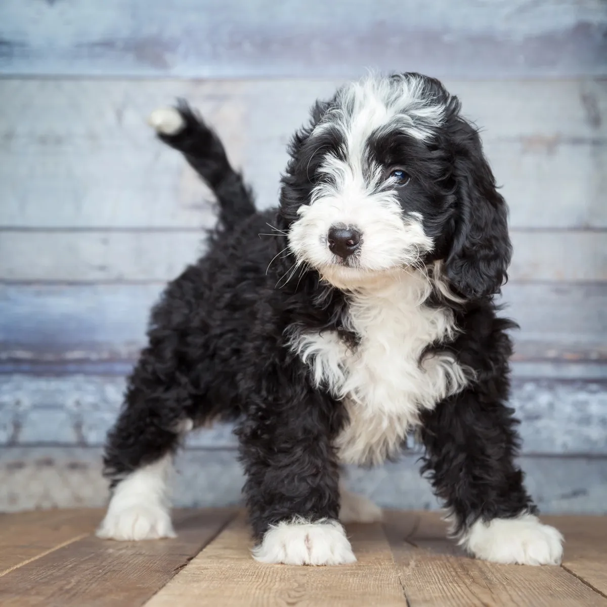 Schwarz-weißer Bernedoodle-Welpe steht auf Holzdielen