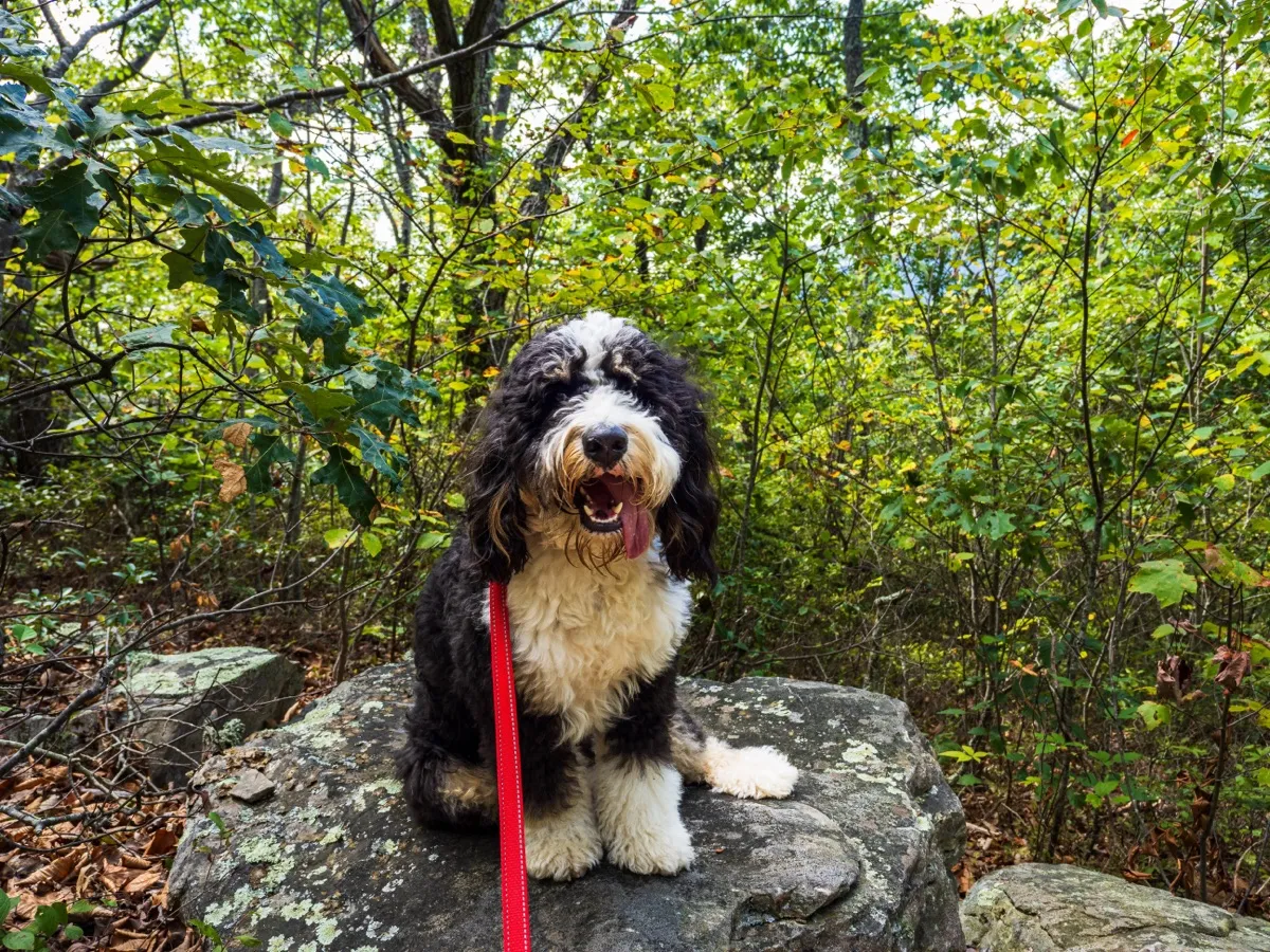 Dreifarbiger Bernedoodle sitzt angeleint auf einem Felsen im Wald