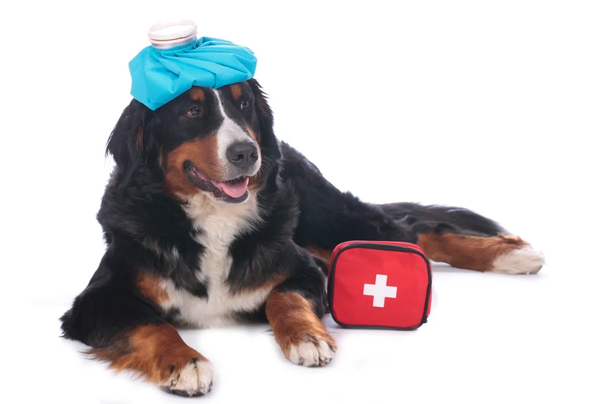 Berner Sennenhund liegt neben einem roten Verbandskasten