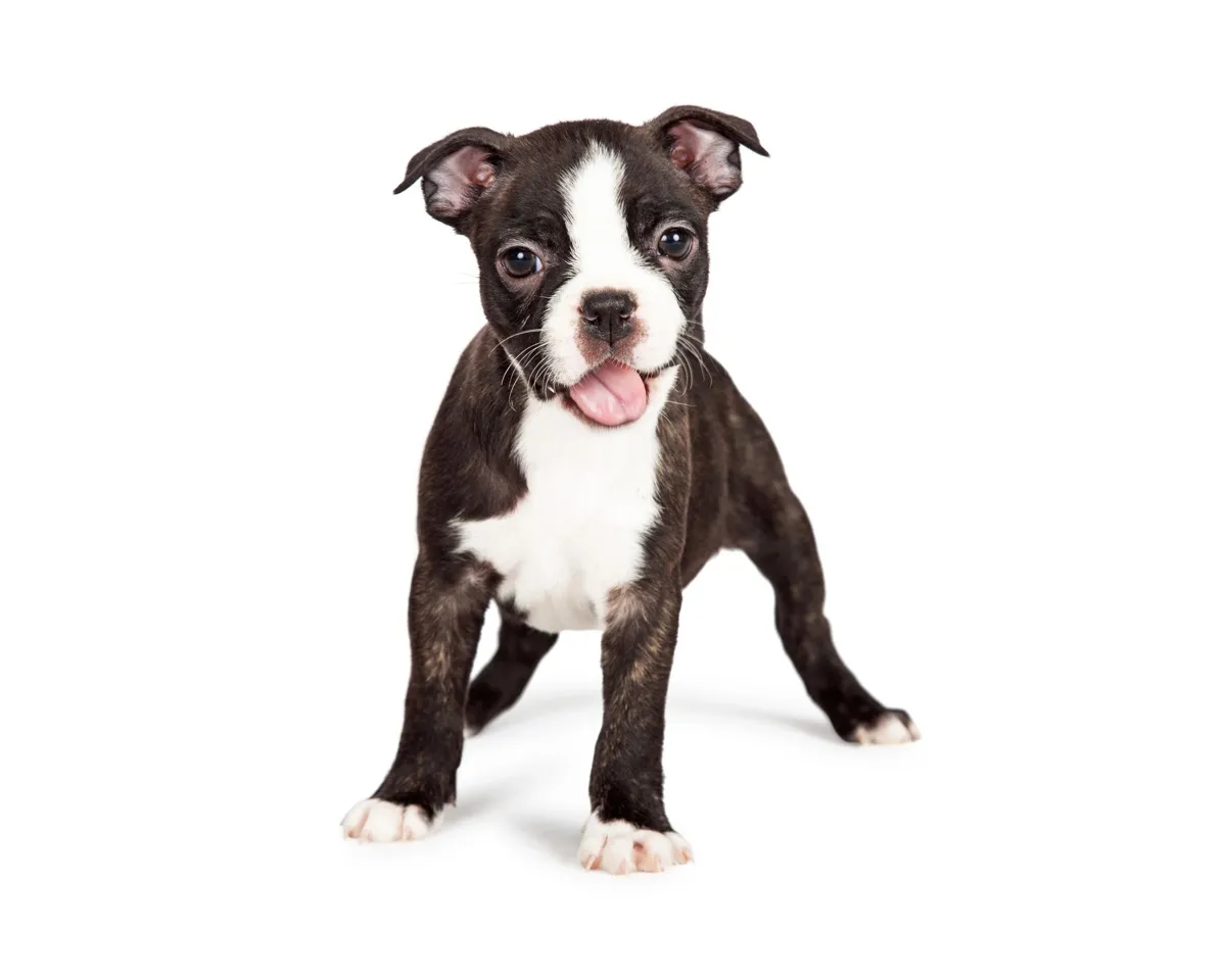 Gestromter Boston-Terrier-Welpe steht auf weißem Grund