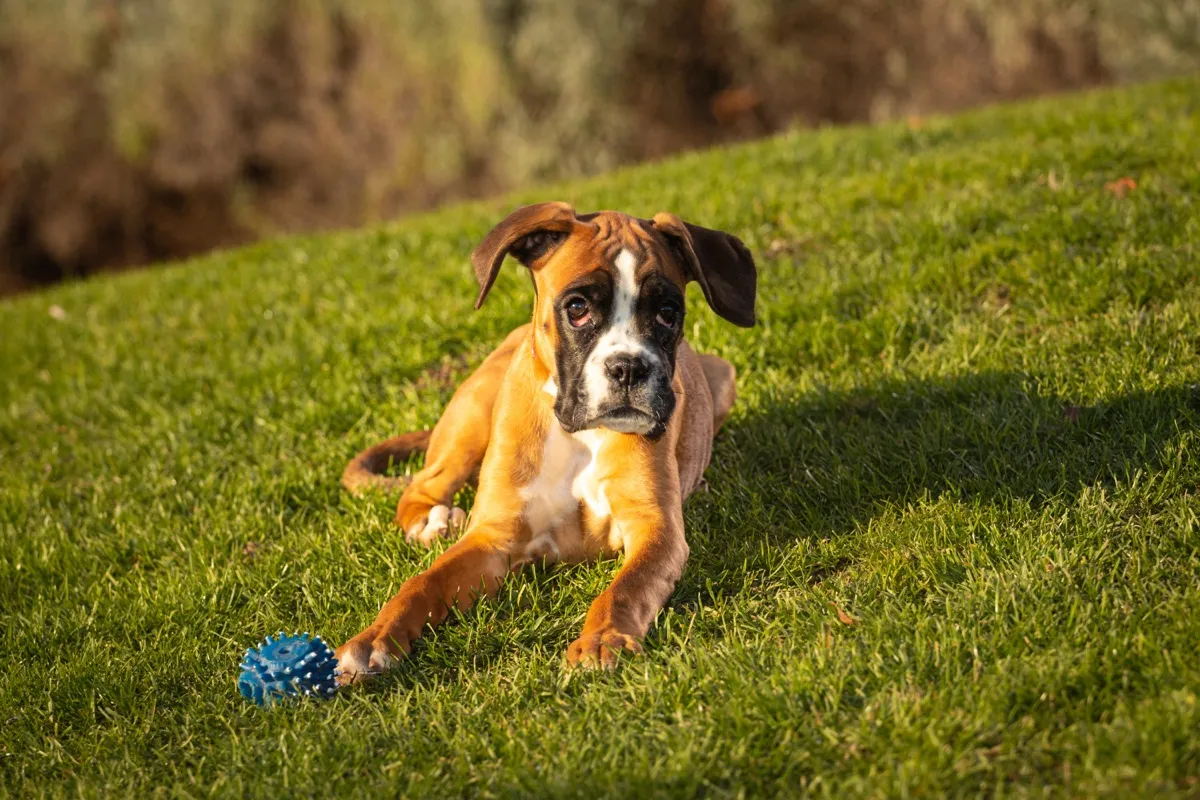 Junger Boxer liegt mit einem Ball auf der Wiese