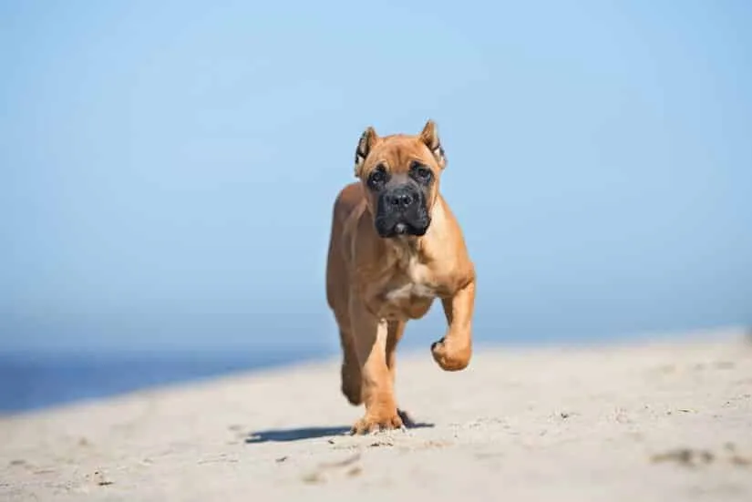 Brauner Cane Corso am Strand
