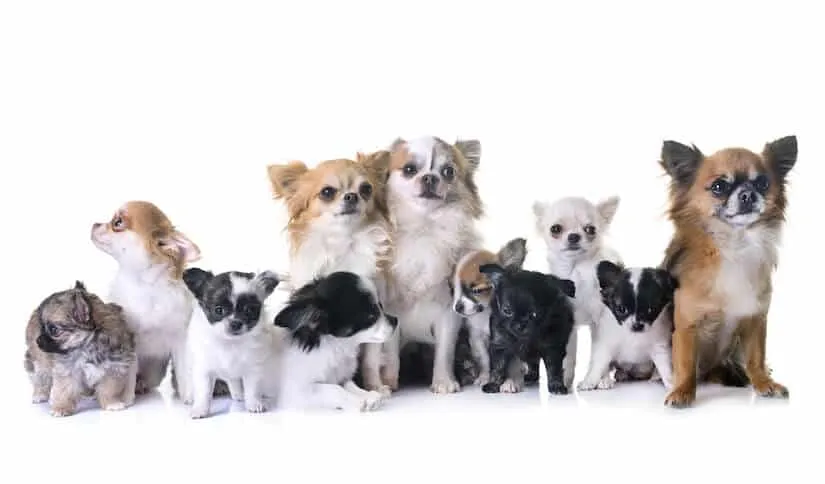 Chihuahua Welpen und Adults