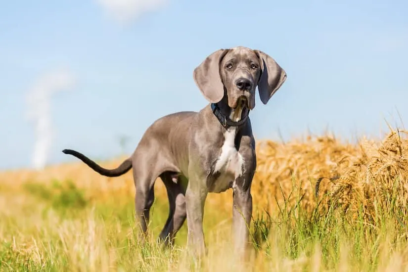 Deutsche Dogge Welpe auf dem Feld