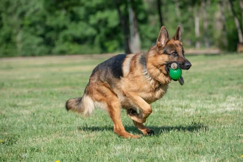 Deutscher Schäferhund beim Spielen