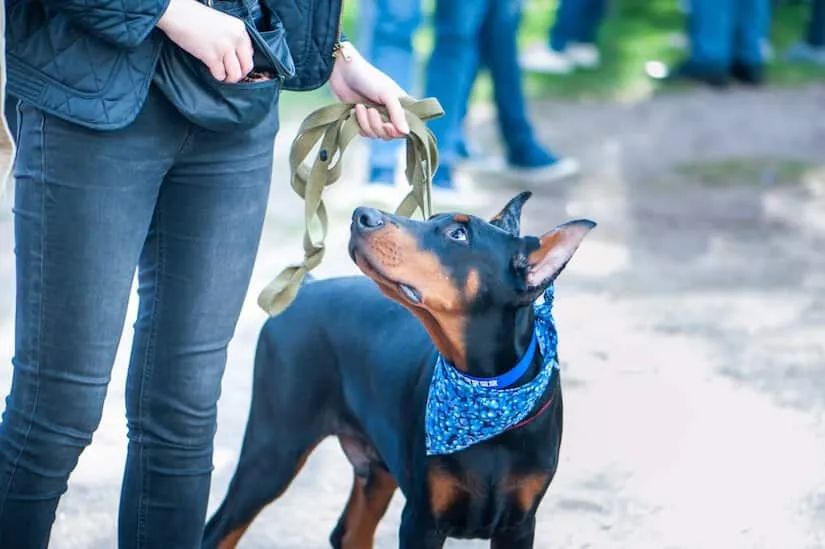 Dobermann Welpe an der Leine mit Halstuch