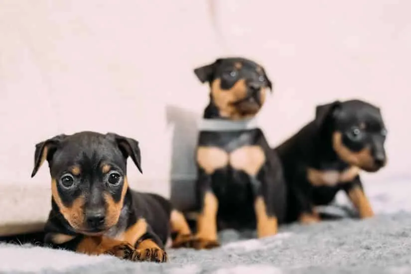 Drei Zwergpinscher Welpen auf dem Teppich