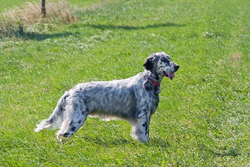English Setter auf einer grünen Wiese