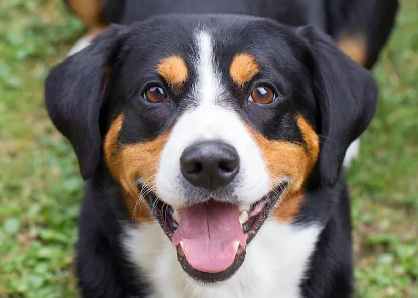 Entlebucher Sennenhund Welpe guckt in die Kamera