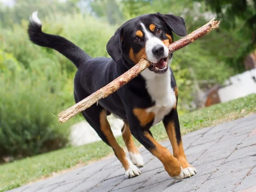 Entlebucher Sennenhund Welpe mit Stock im Maul