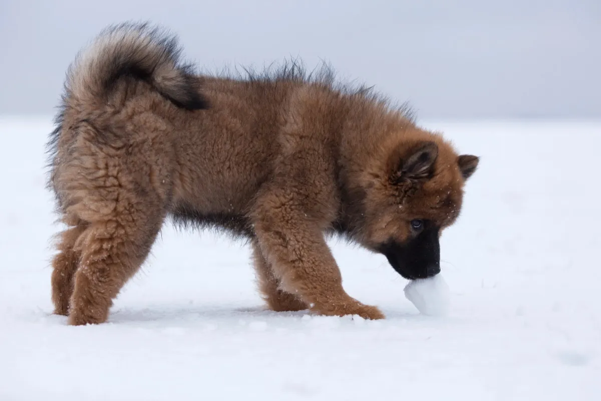 Eurasier Welpe schnuppert im Schnee