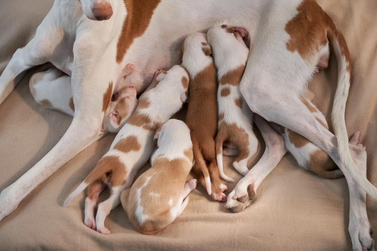 Sechs neugeborene Galgo-Welpen säugen bei der Mutter