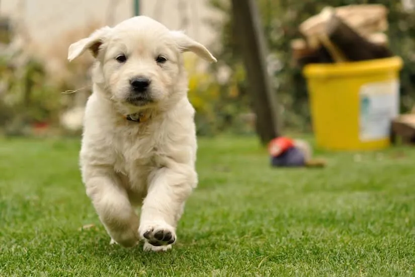 Golden Retriever Welpe im Garten