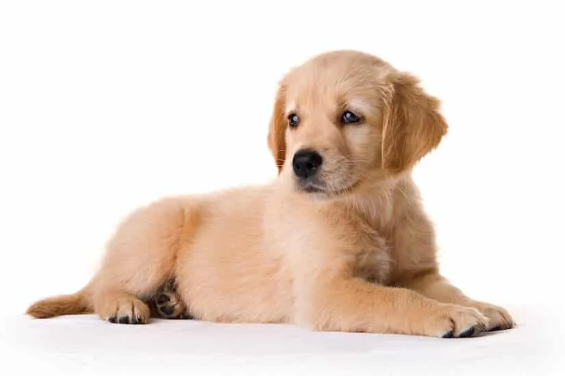 Golden Retriever Welpen