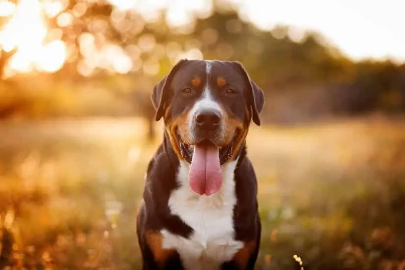 Großer Schweizer Sennenhund Junghund in der Abendsonne