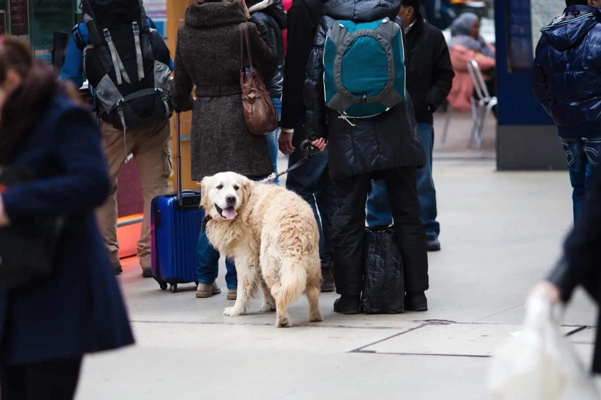 Angeleinter Hund steht zwischen Reisenden auf einem Bahnsteig