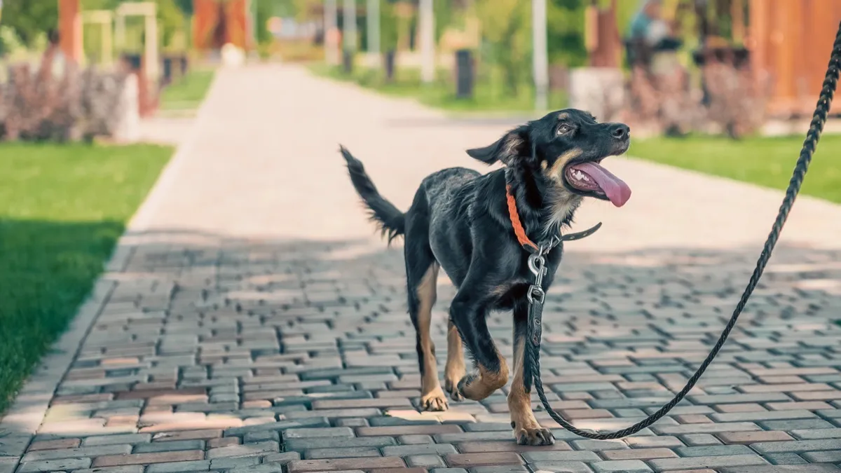 Hund läuft an lockerer Leine über einen gepflasterten Weg