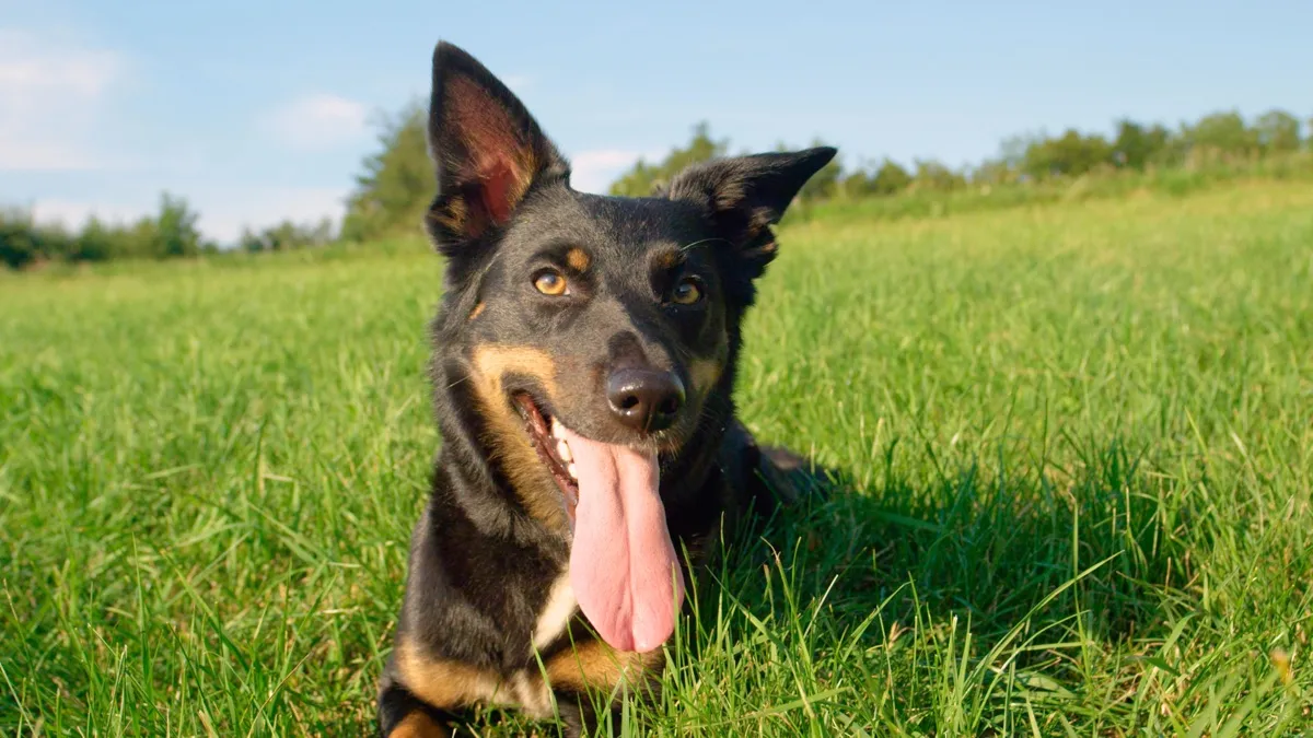 Schwarz-brauner Hund liegt hechelnd im hohen Gras