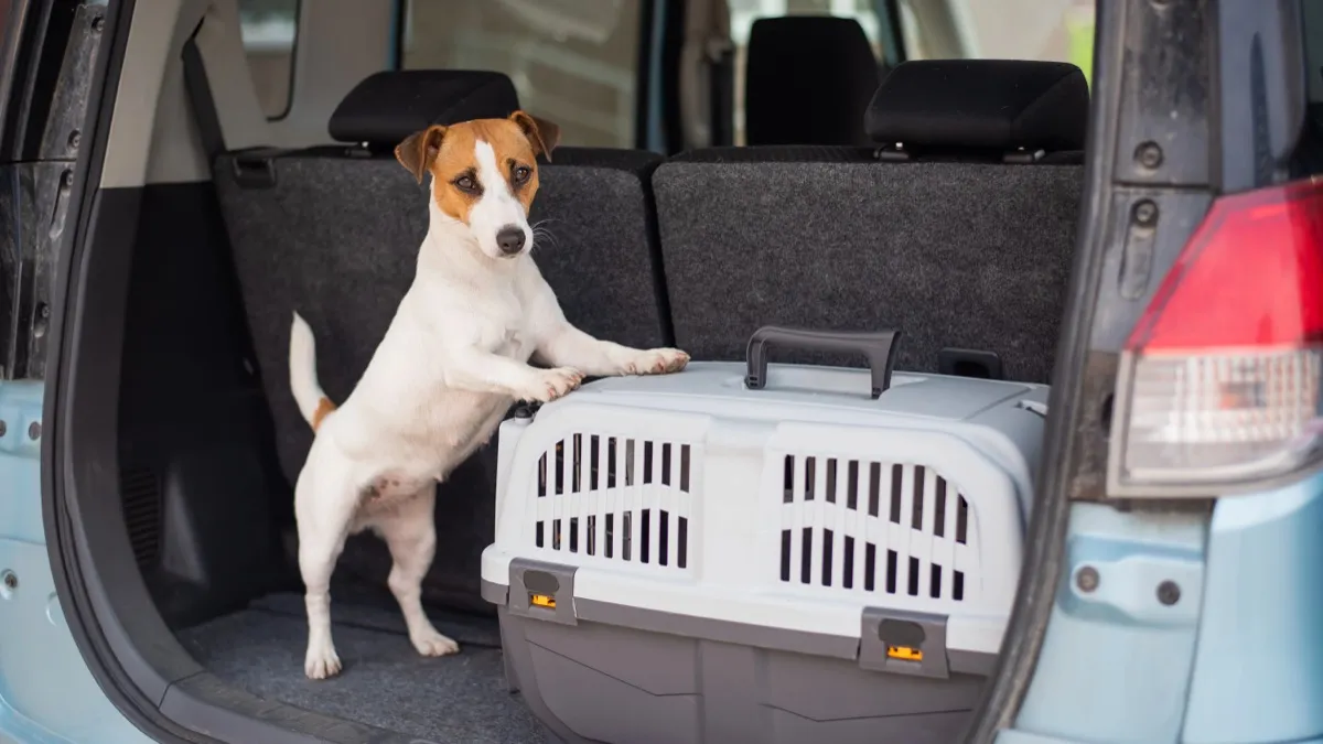 Jack Russell Terrier steht im Kofferraum neben einer Transportbox
