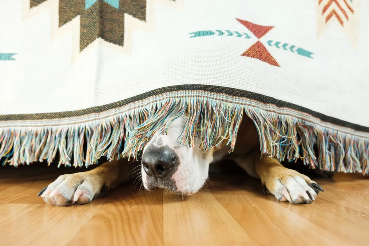 Hund hat sich unter einer Decke versteckt, nur Nase und Pfoten schauen hervor