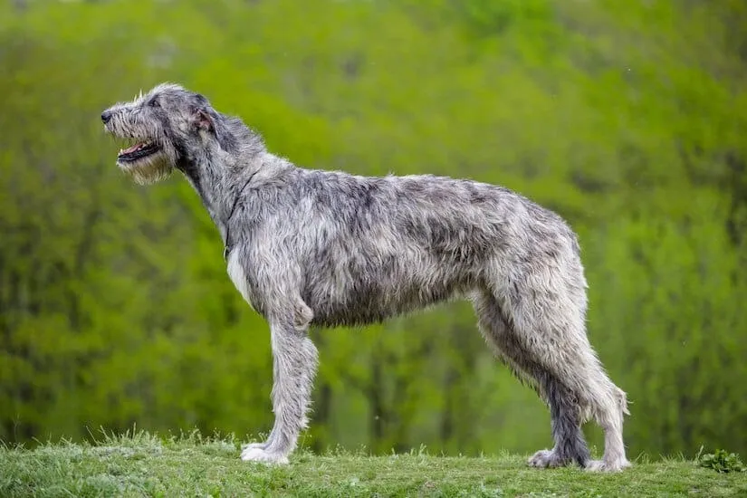 Irischer Wolfshund Junghund
