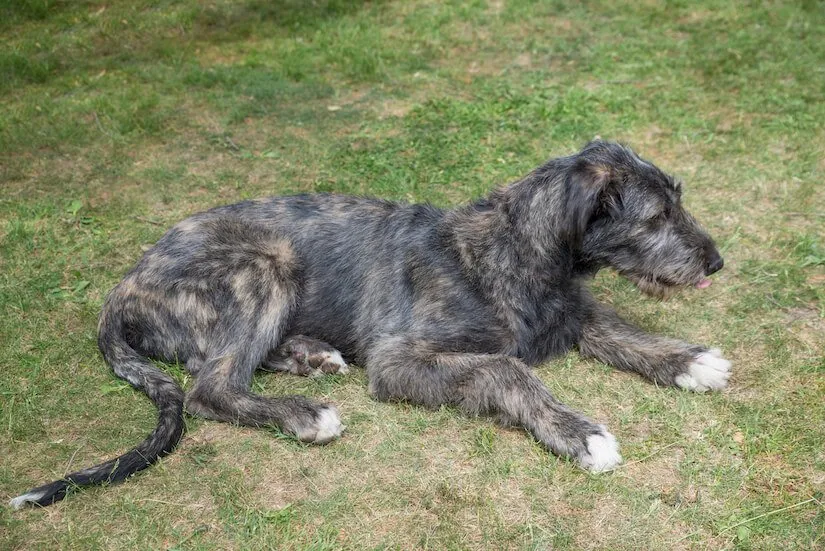 Irischer Wolfshund Welpe liegt auf dem Rasen