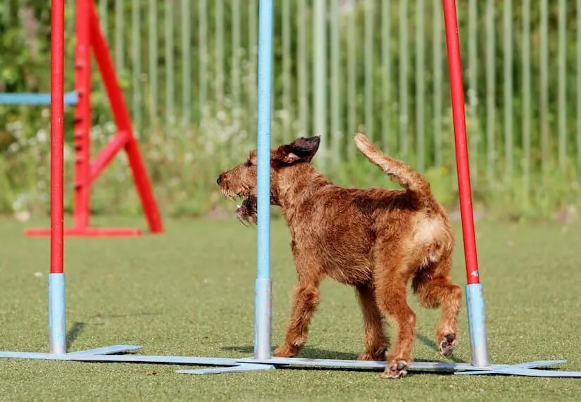 Irish Terrier Welpe beim Agility Training
