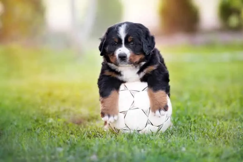 Kleiner Berner Sennenhund Welpe mit einem Fußball
