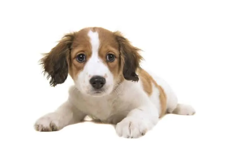 Kooikerhondje Welpe