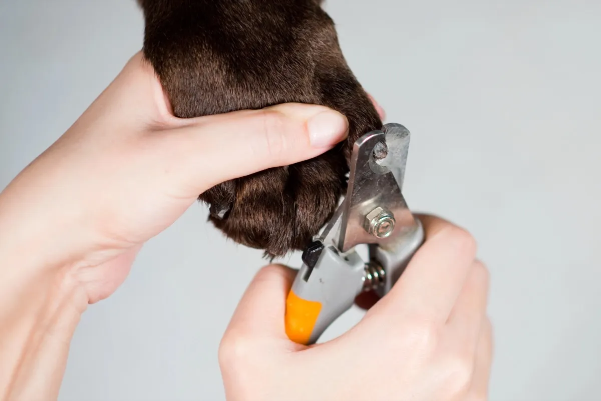 Zwei Hände schneiden die Kralle eines Hundes mit einer Krallenschere