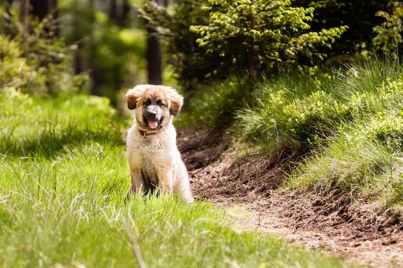Leonberger Welpen