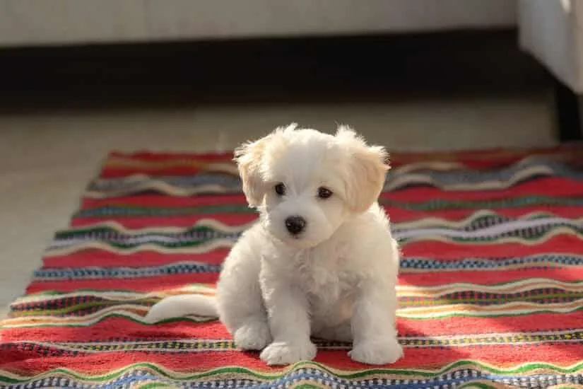 Malteser Welpen