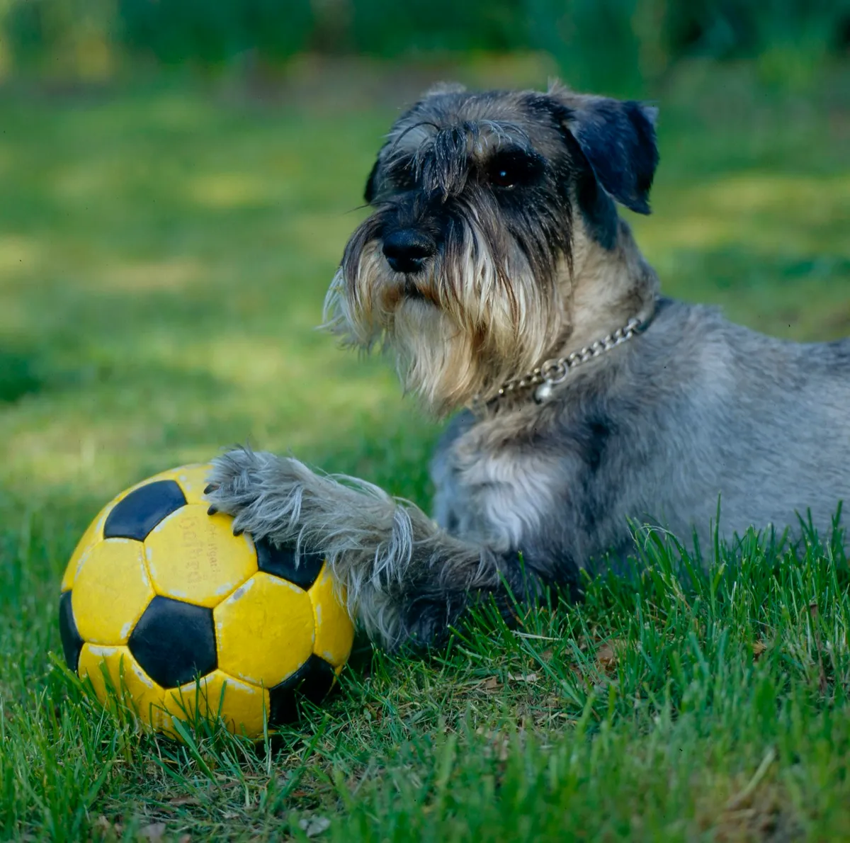 Mittelschnauzer in Pfeffersalz liegt mit einem Ball auf der Wiese