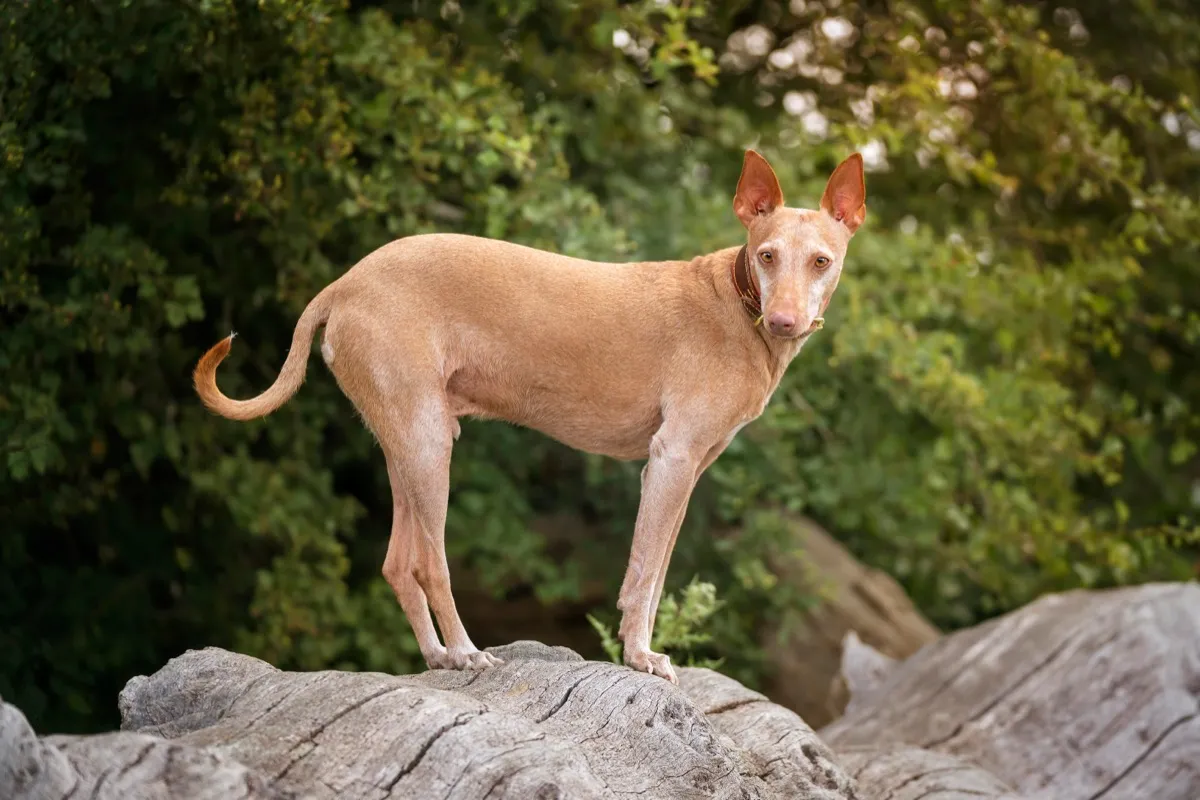 Sandfarbener Podenco steht auf einem Felsen