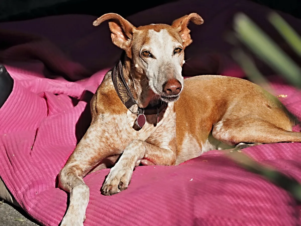 Podenco liegt auf einer rosafarbenen Decke