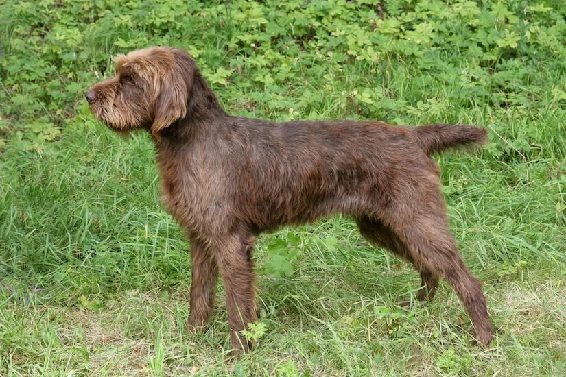 Pudelpointer Welpe auf dem Feld