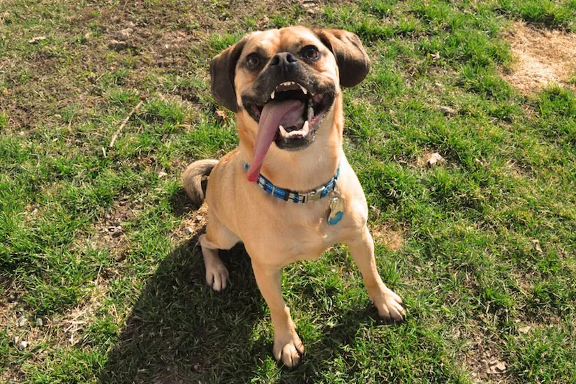 Puggle Junghund streckt die Zunge heraus