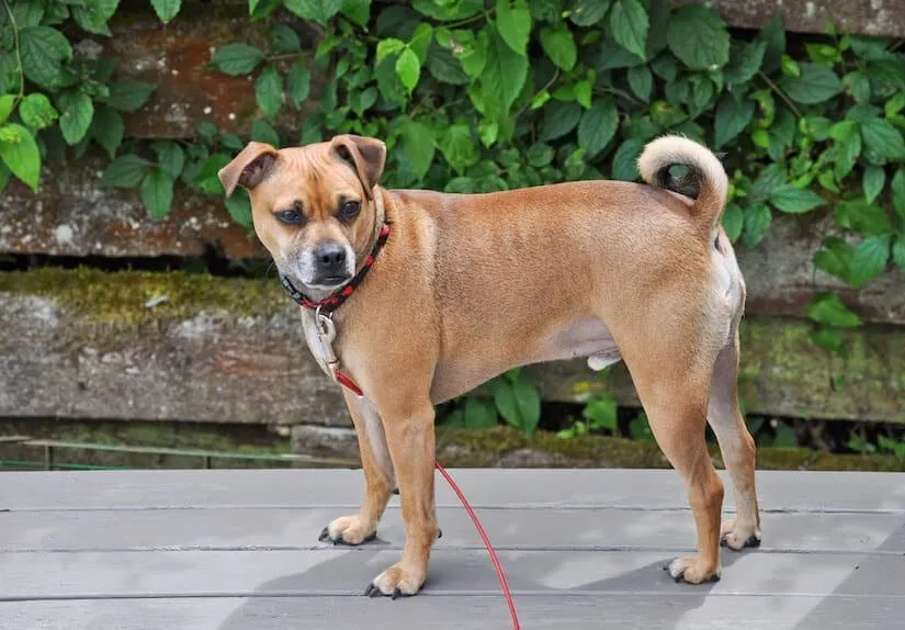 Puggle an der Leine