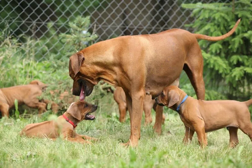 Rhodesian Ridgeback Welpen mit Mutter auf dem Rasen