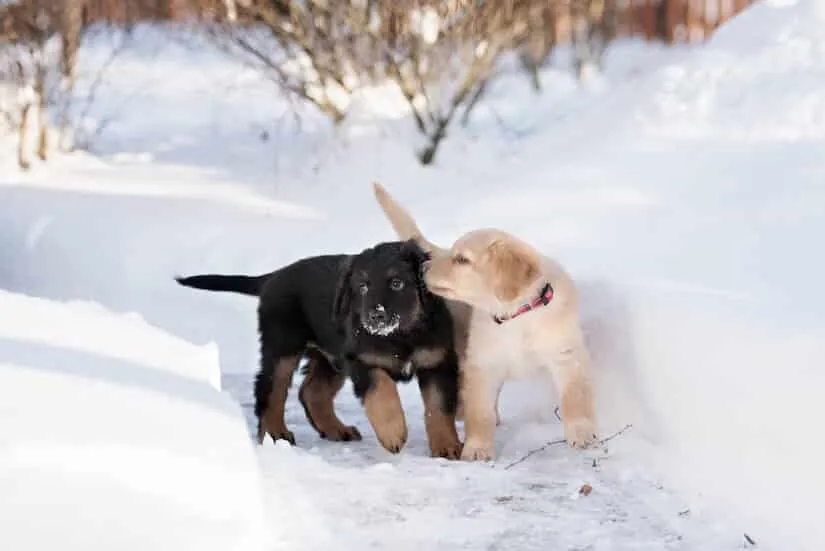 Schwarze und Goldene Hovawart Welpen beim Spielen im Schnee