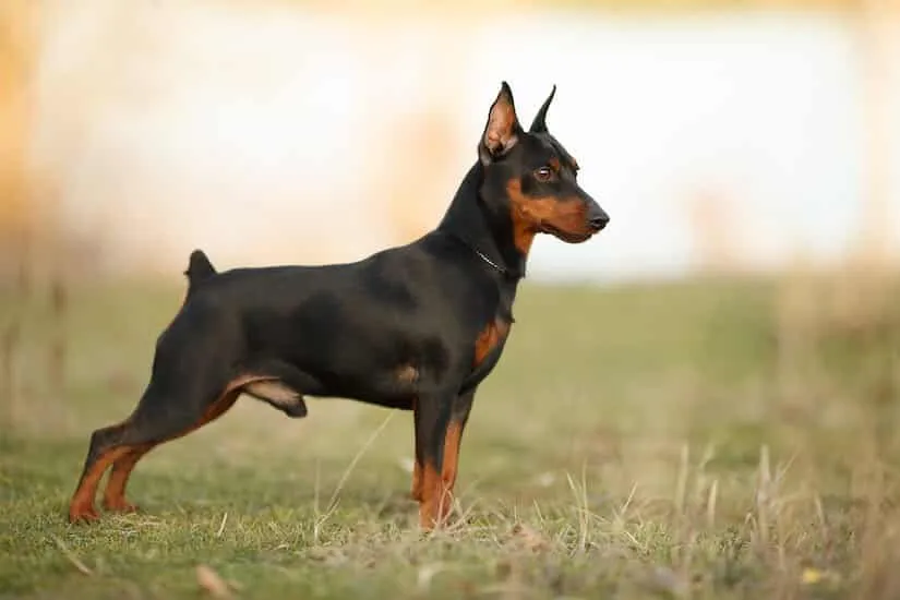 Schwarzer Zwergpinscher auf dem Rasen