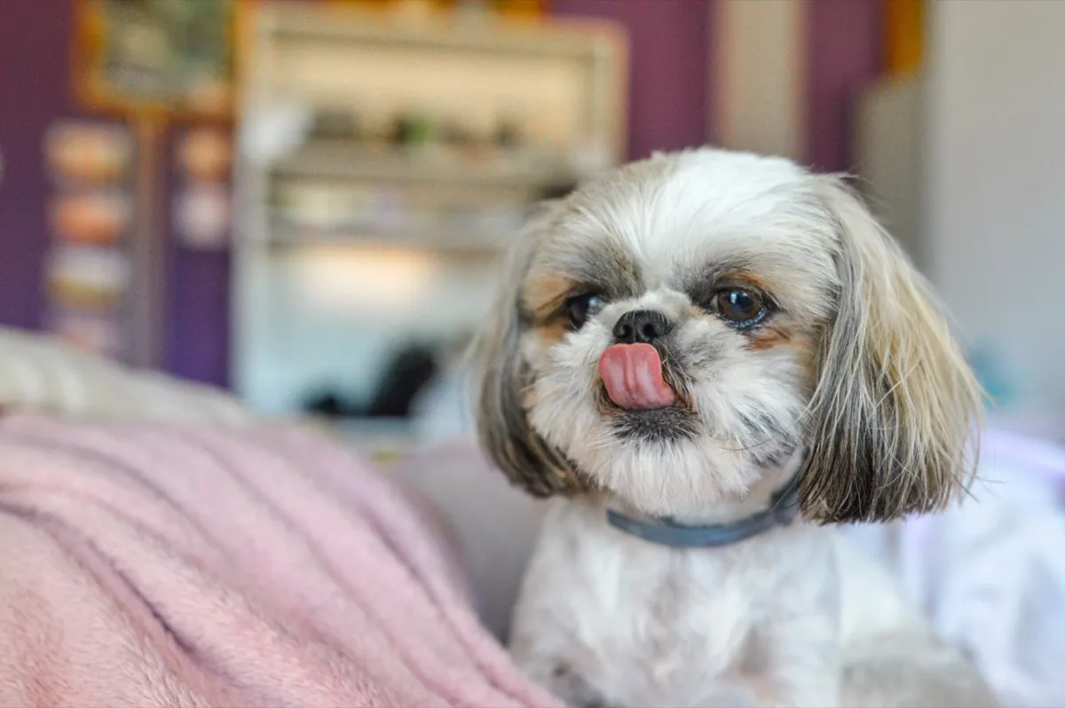 Shih Tzu mit kurz geschorenem Fell auf einem Bett