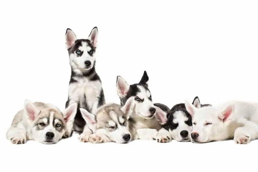 Siberian Husky Welpen