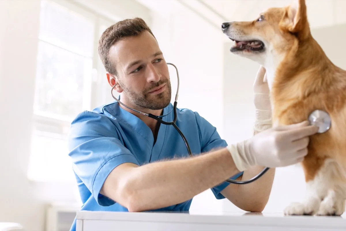 Tierarzt hört einen Hund mit dem Stethoskop ab