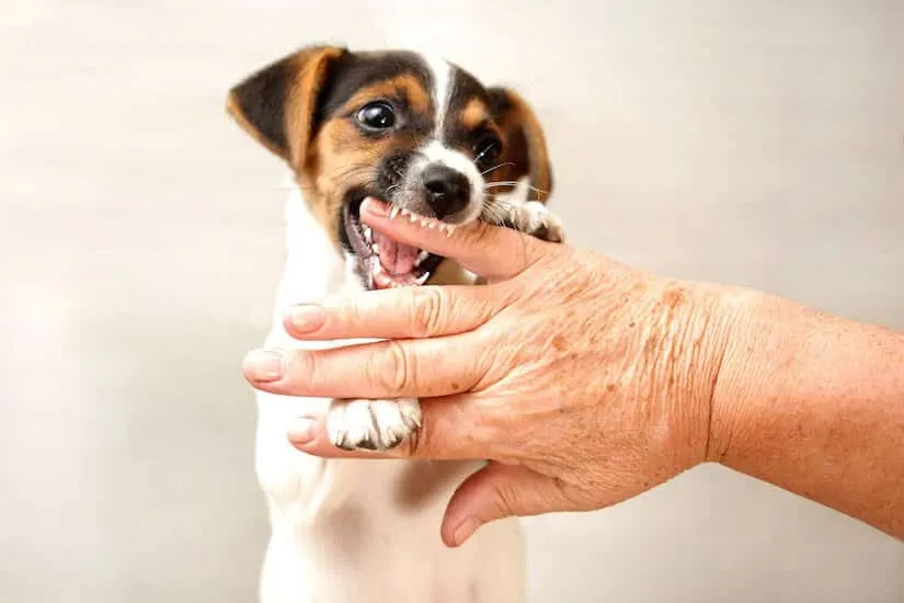 Welpe beißt Frauchen in die Hand