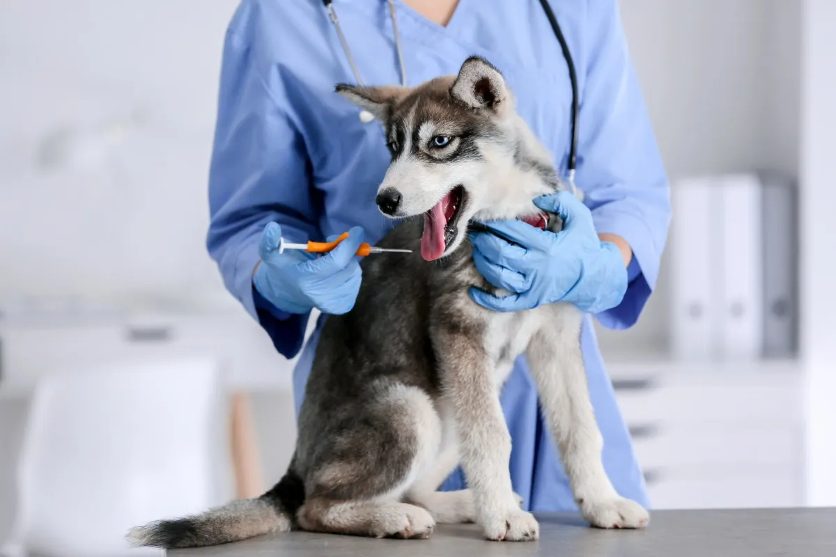 Tierärztin setzt einem Husky-Welpen den Mikrochip