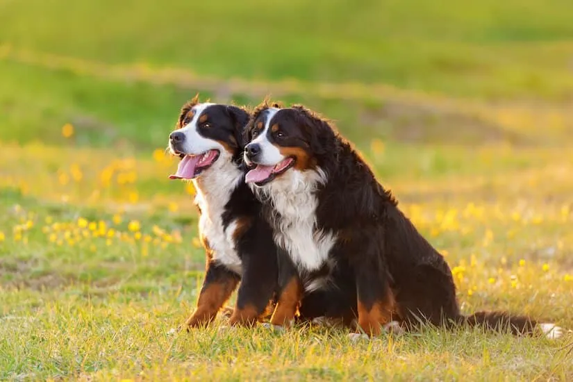 Zwei Berner Sennenhund Junghunde